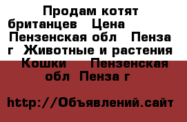 Продам котят британцев › Цена ­ 2 000 - Пензенская обл., Пенза г. Животные и растения » Кошки   . Пензенская обл.,Пенза г.